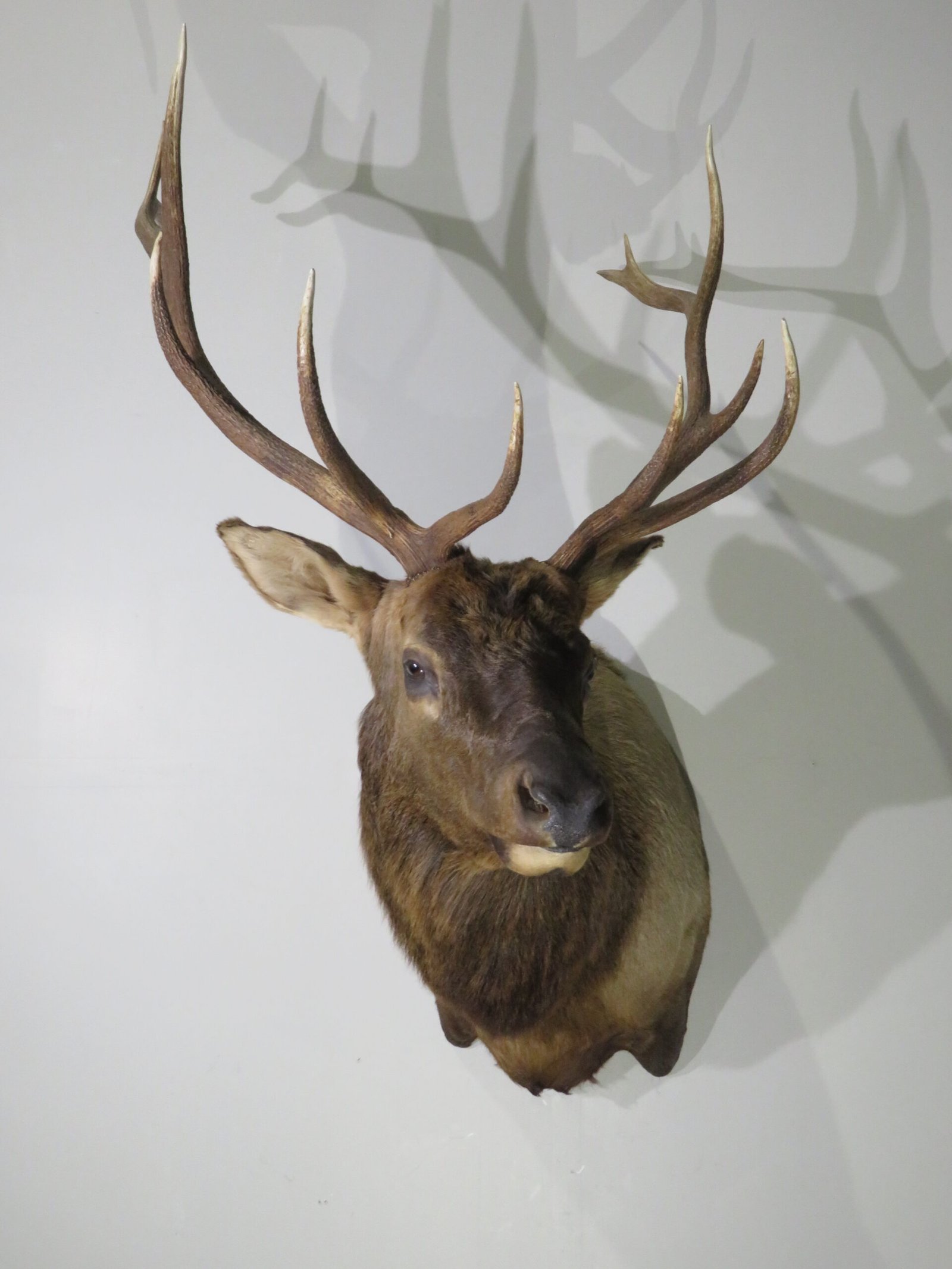 elk shoulder mount