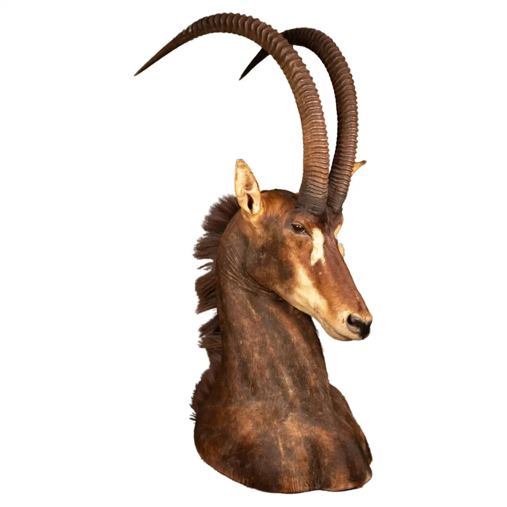 sable antelope taxidermy