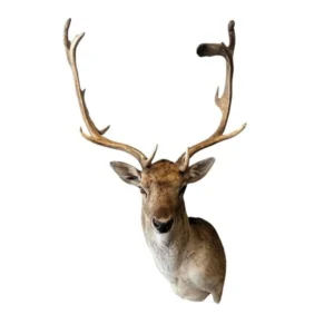 Taxidermy Deer Head for sale 