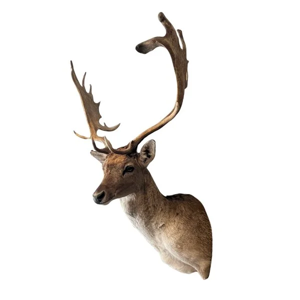 Taxidermy Deer Head for sale