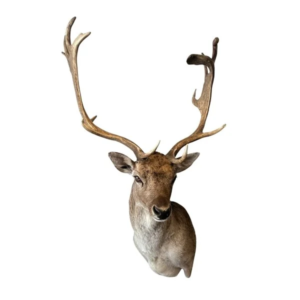 Taxidermy Deer Head for sale