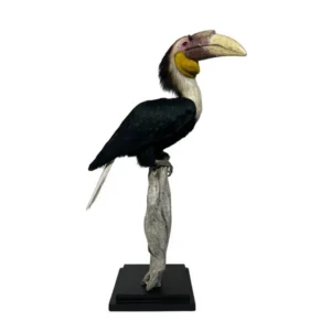 taxidermy hornbill for sale