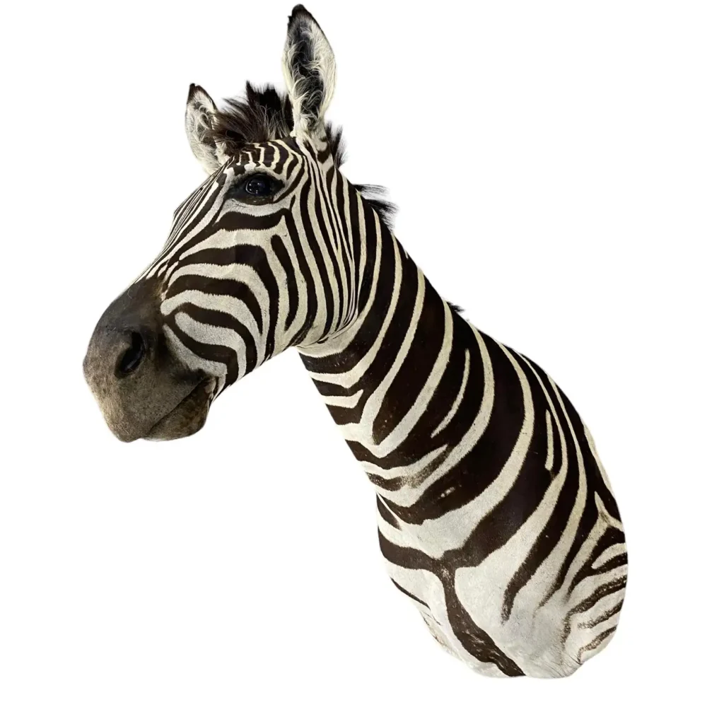 zebra mount