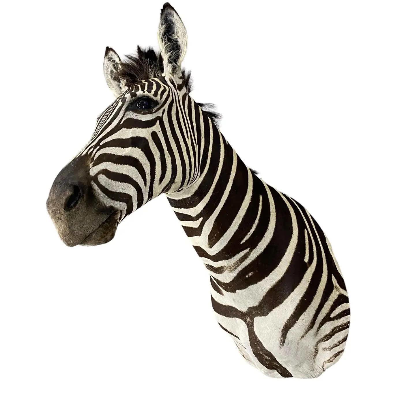 zebra mount