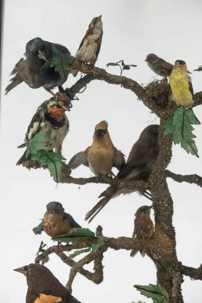 antique taxidermy birds