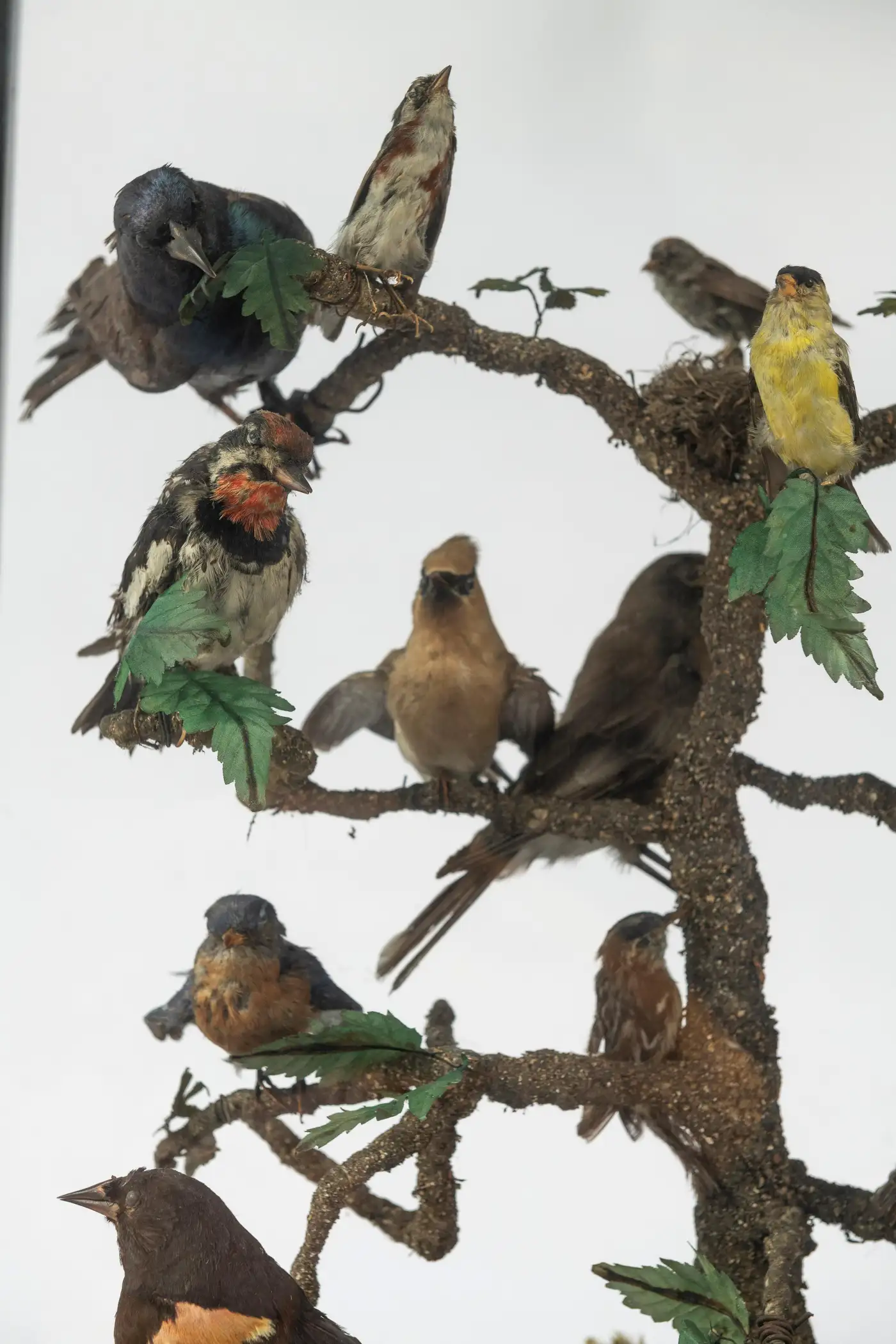 antique taxidermy birds