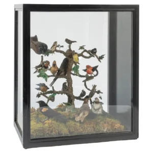 antique taxidermy birds