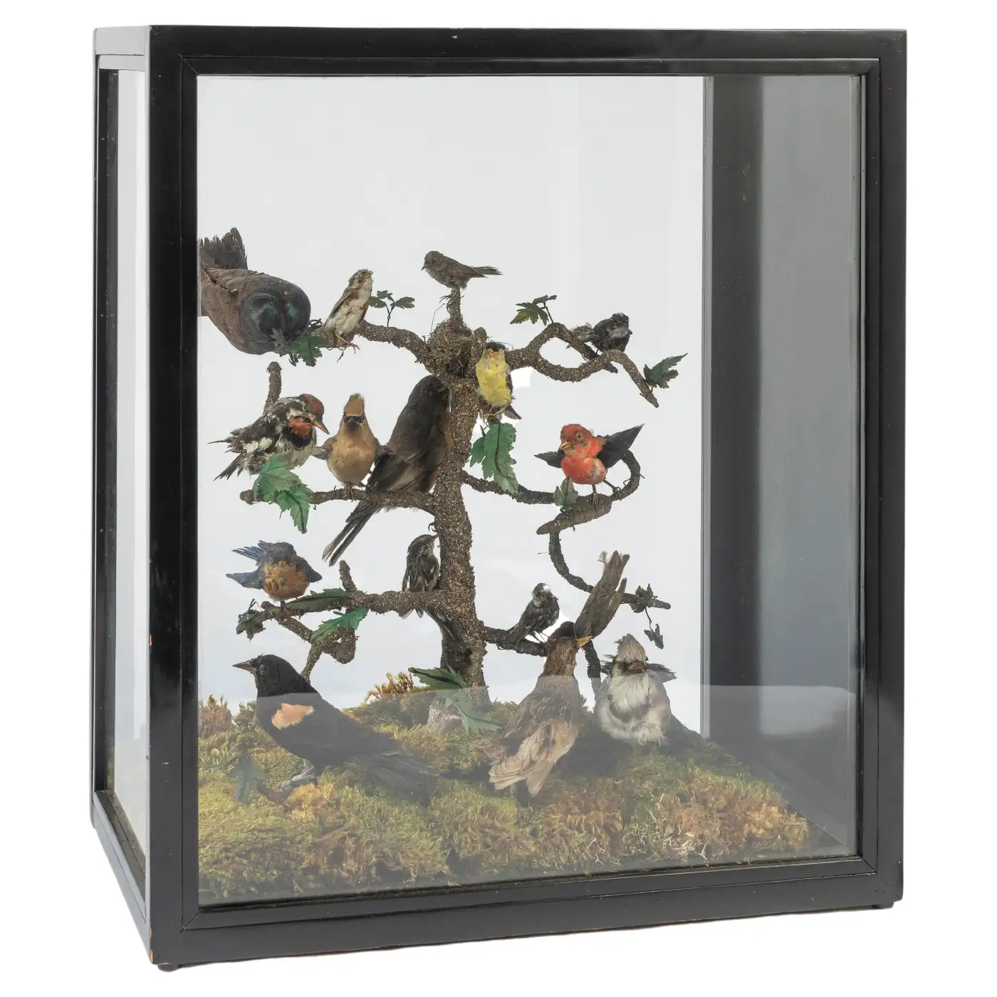 antique taxidermy birds