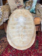 River Turtle Shell for sale
