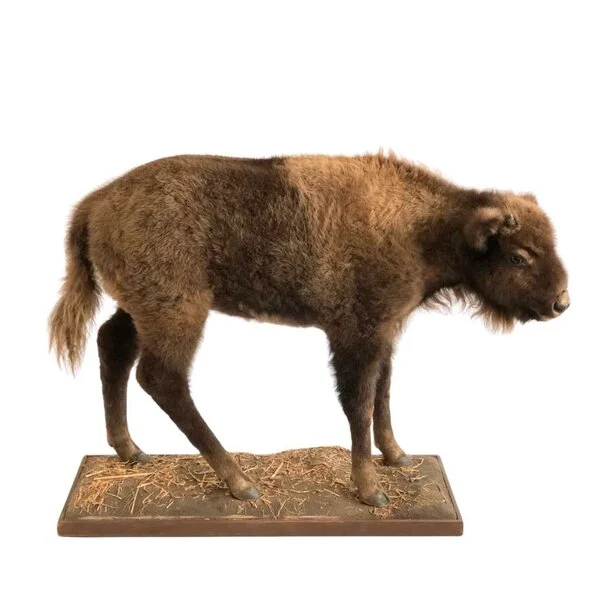 bison taxidermy for sale