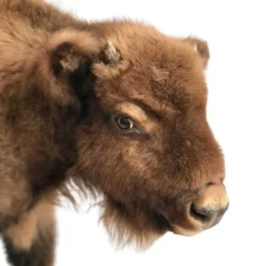 bison taxidermy