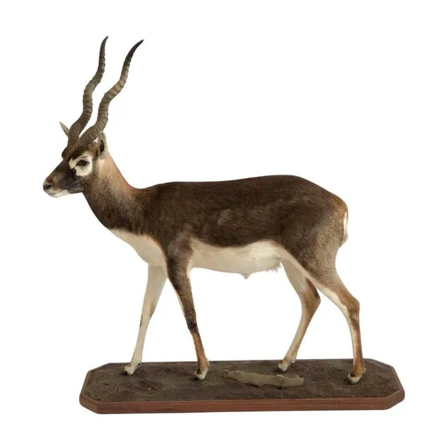blackbuck taxidermy