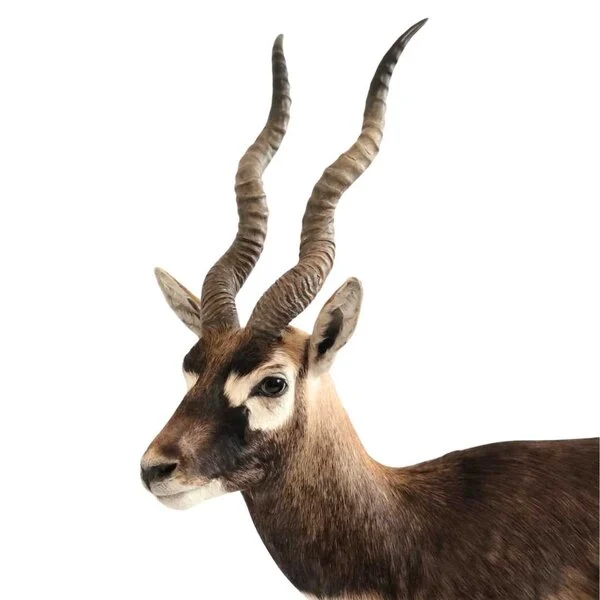 blackbuck taxidermy