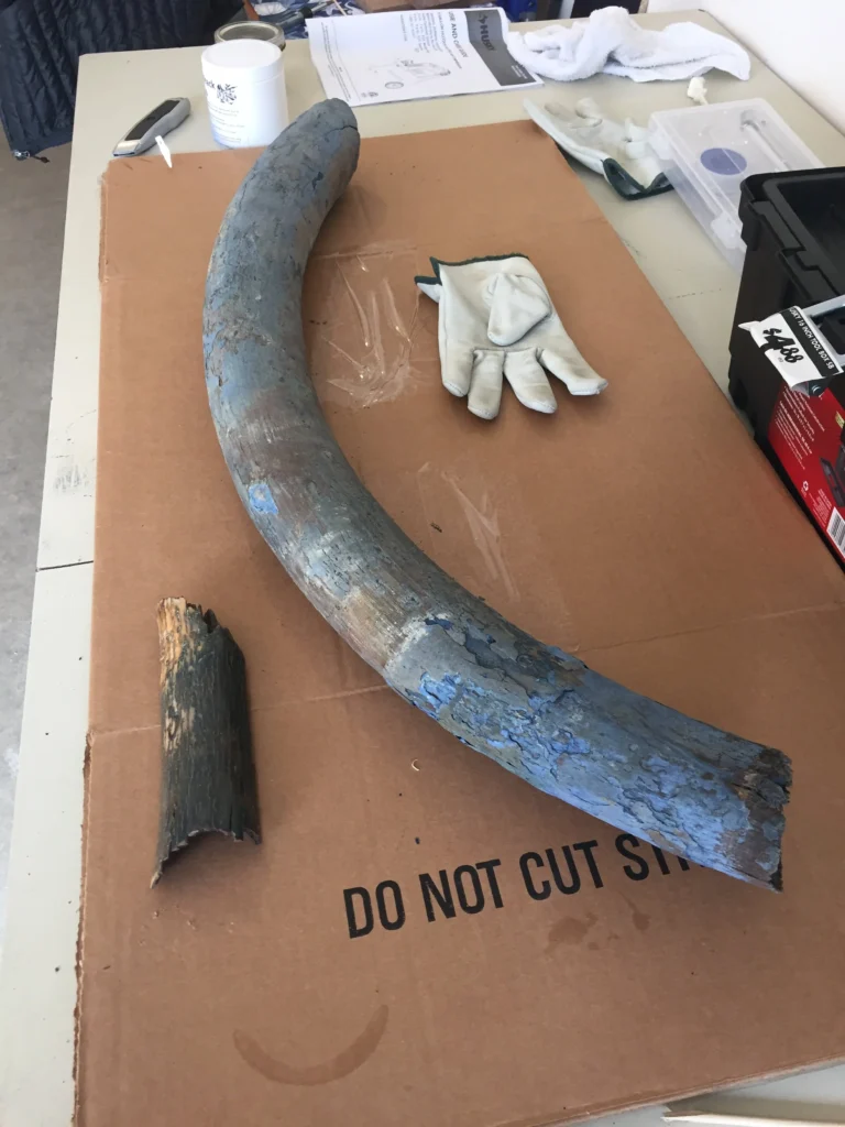 blue patina mammoth tusk