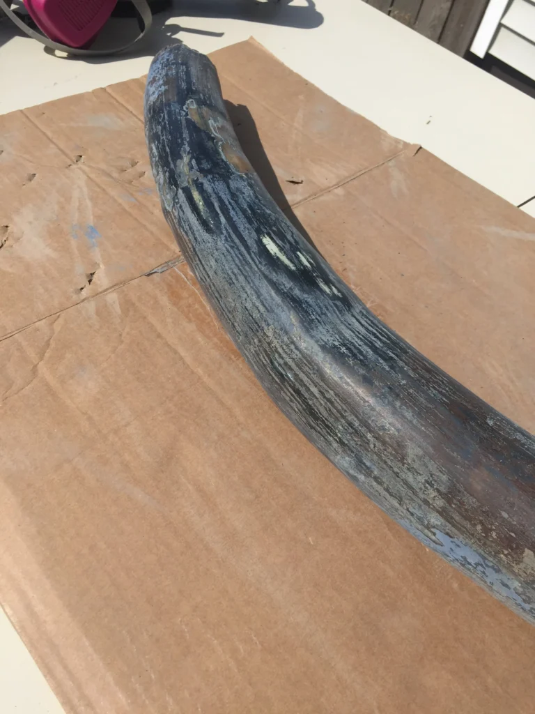 blue patina mammoth tusk