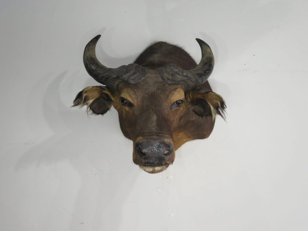 buffalo taxidermy