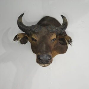 buffalo taxidermy