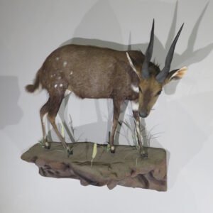 bushbuck mount
