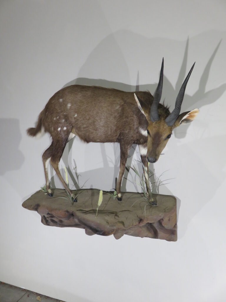 bushbuck mount