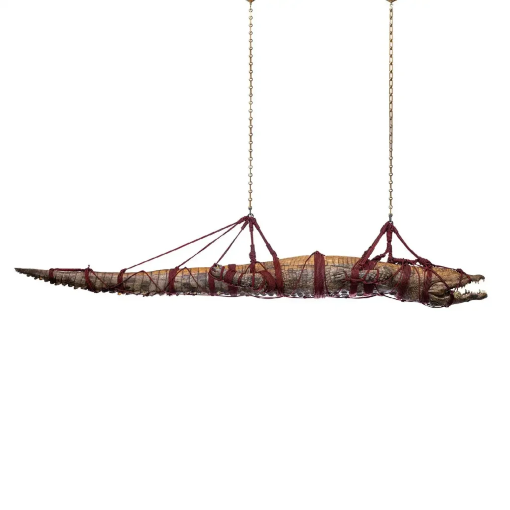 crocodile taxidermy