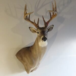 deer shoulder mount