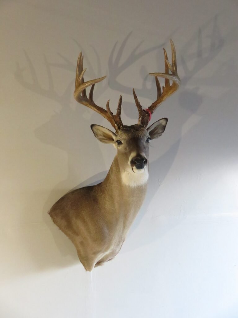 deer shoulder mount
