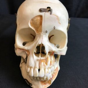 buy human skull