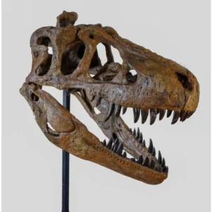 dinosaur skull replica
