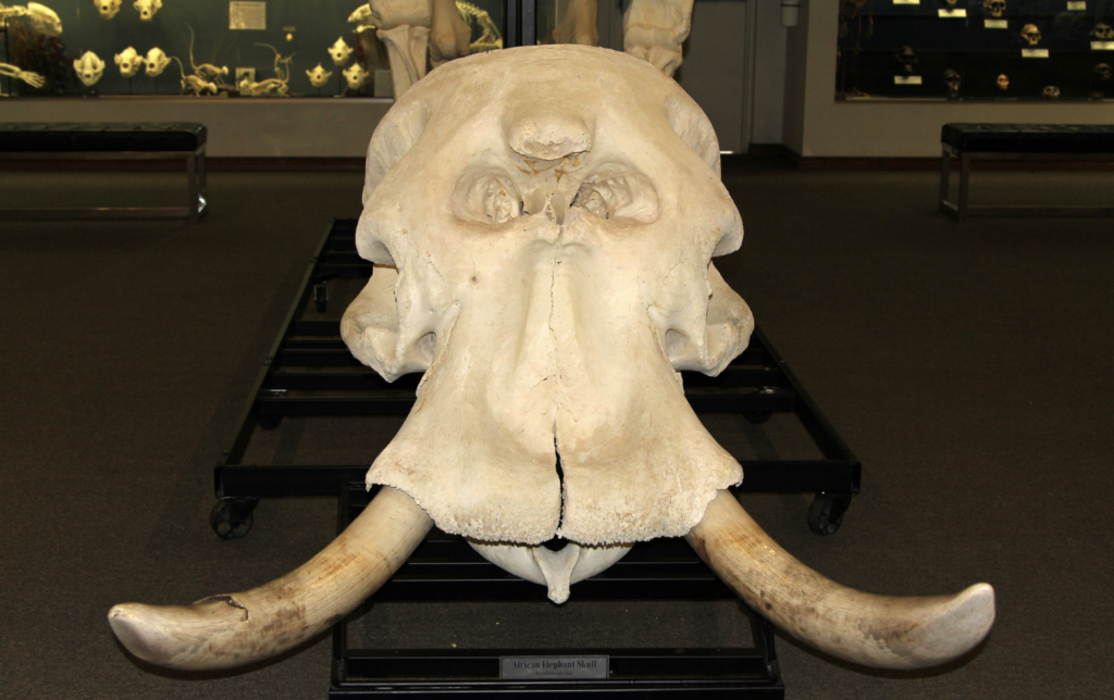 Elephant skull front view showing the large central nasal hole that looks like a cyclops eye