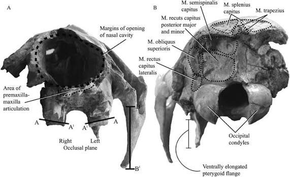 Labeled elephant skull anatomy showing the nasal opening, real eye sockets and tusk sockets