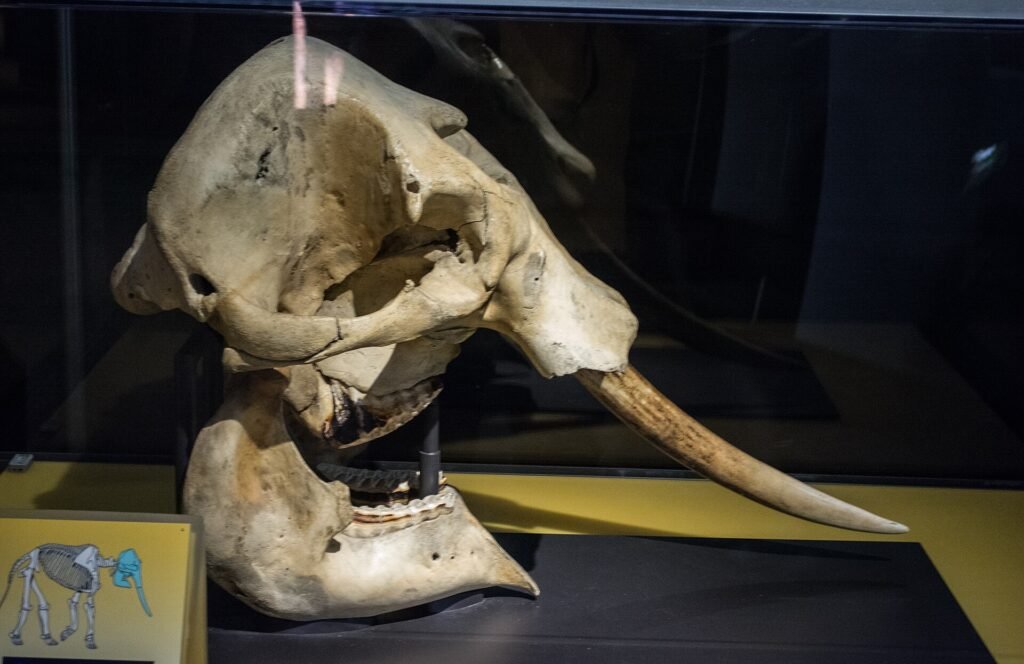 Close-up of the central hole in an elephant skull, the cyclops "eye" that is really the nose