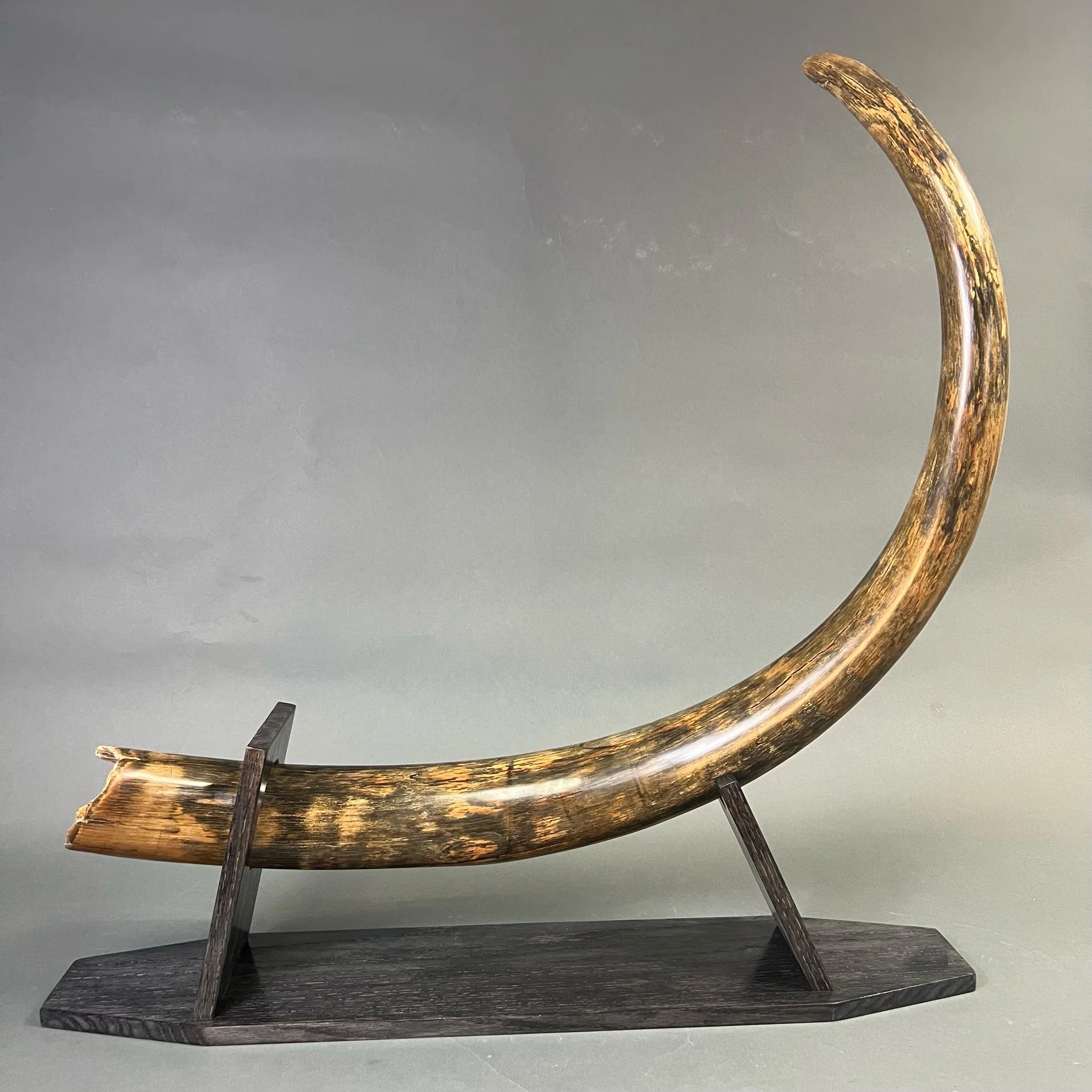 fossilized mammoth tusk for sale