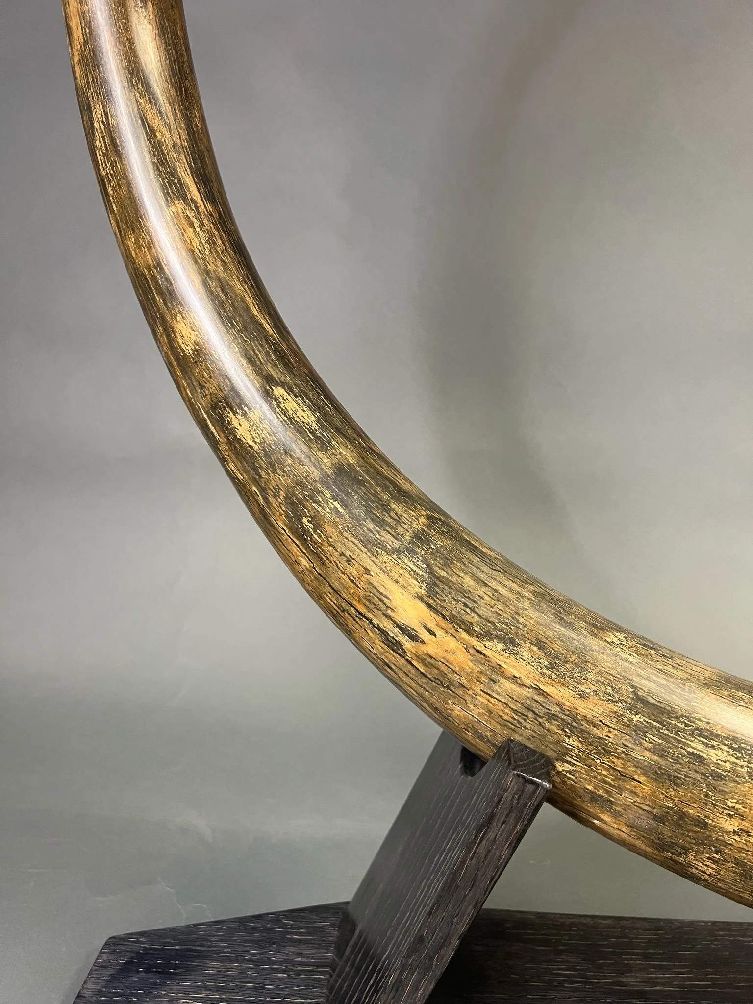 fossilized mammoth tusk for sale