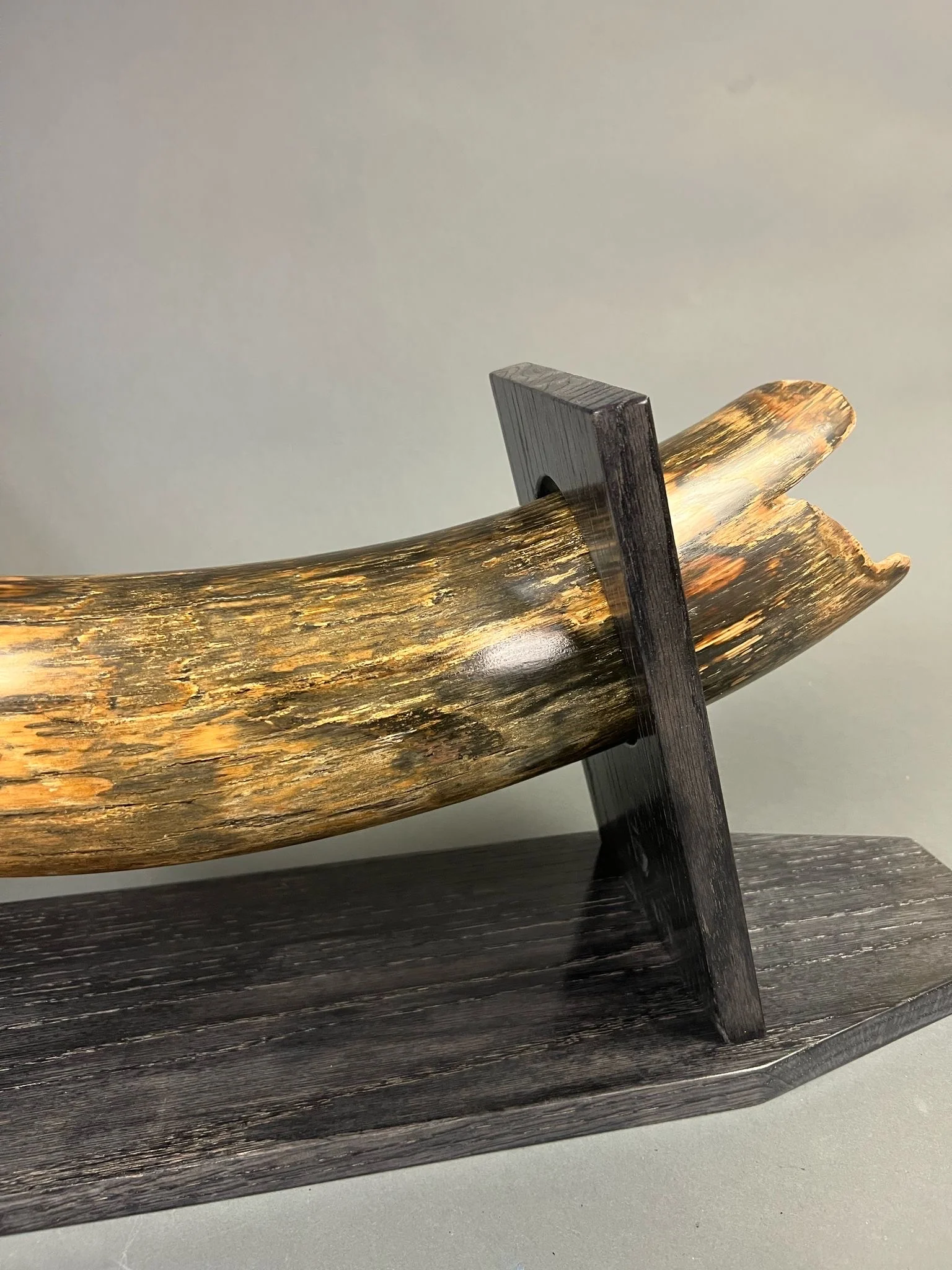 fossilized mammoth tusk for sale