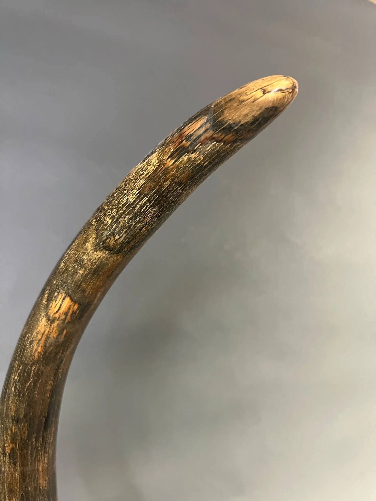 fossilized mammoth tusk for sale