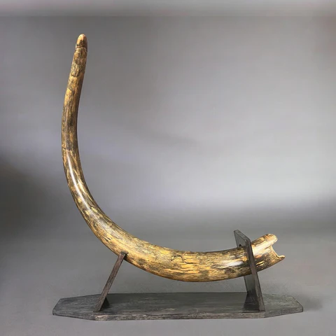 fossilized mammoth tusk