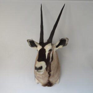 gemsbok mount