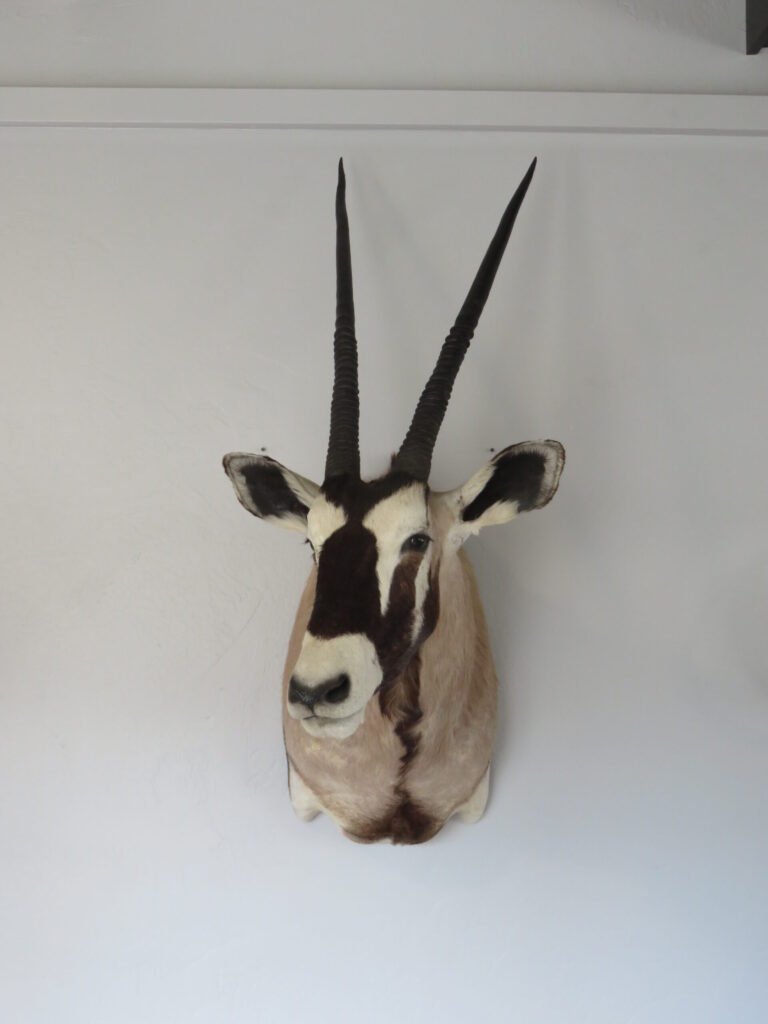 gemsbok mount