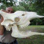 giraffe ossicones
