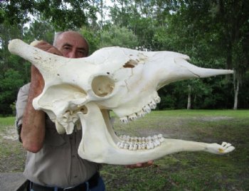 giraffe ossicones