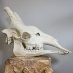 giraffe skull