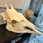 giraffe skull