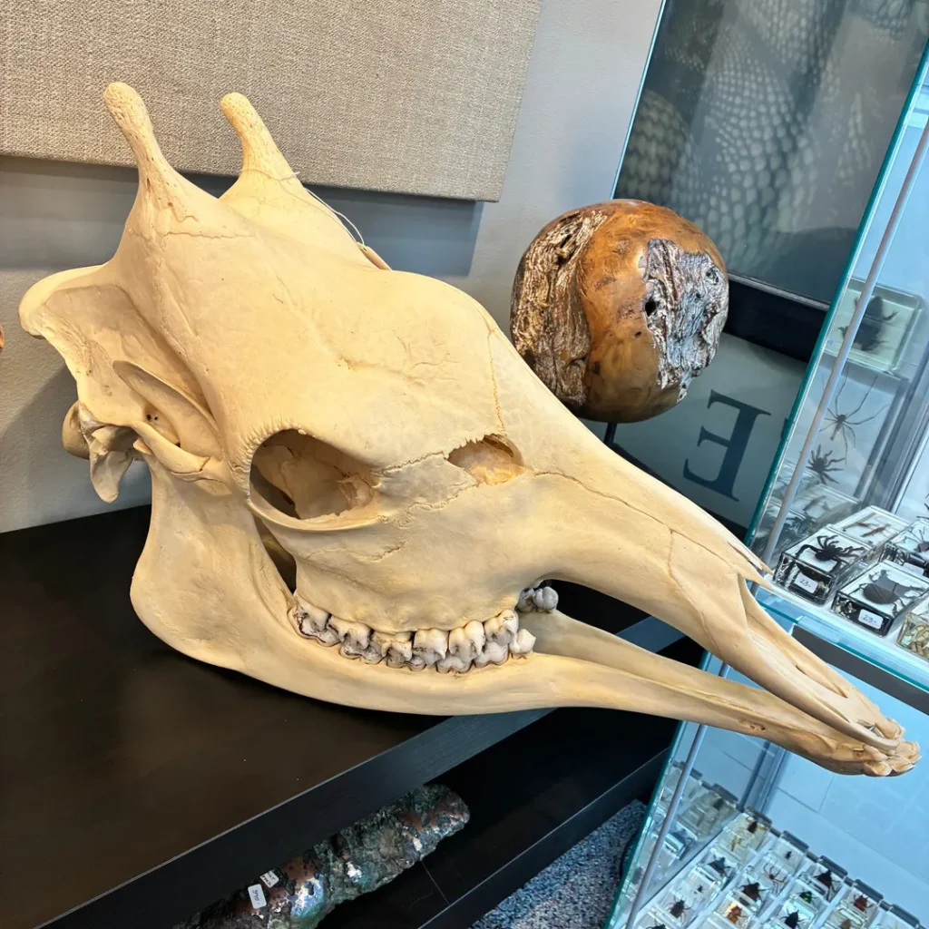 Close-up of giraffe skull ossicones, the bony horn-like growths on top