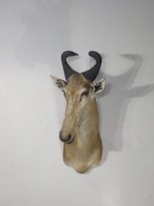hartebeest mount