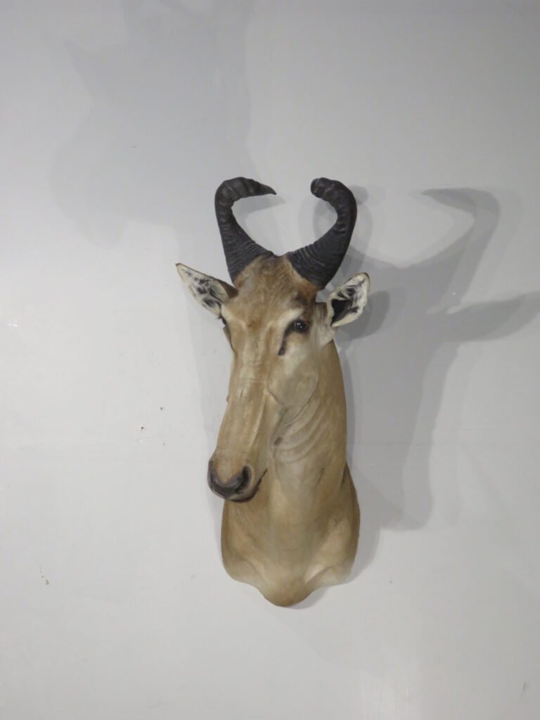 hartebeest mount