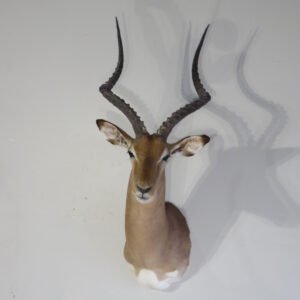 impala mount