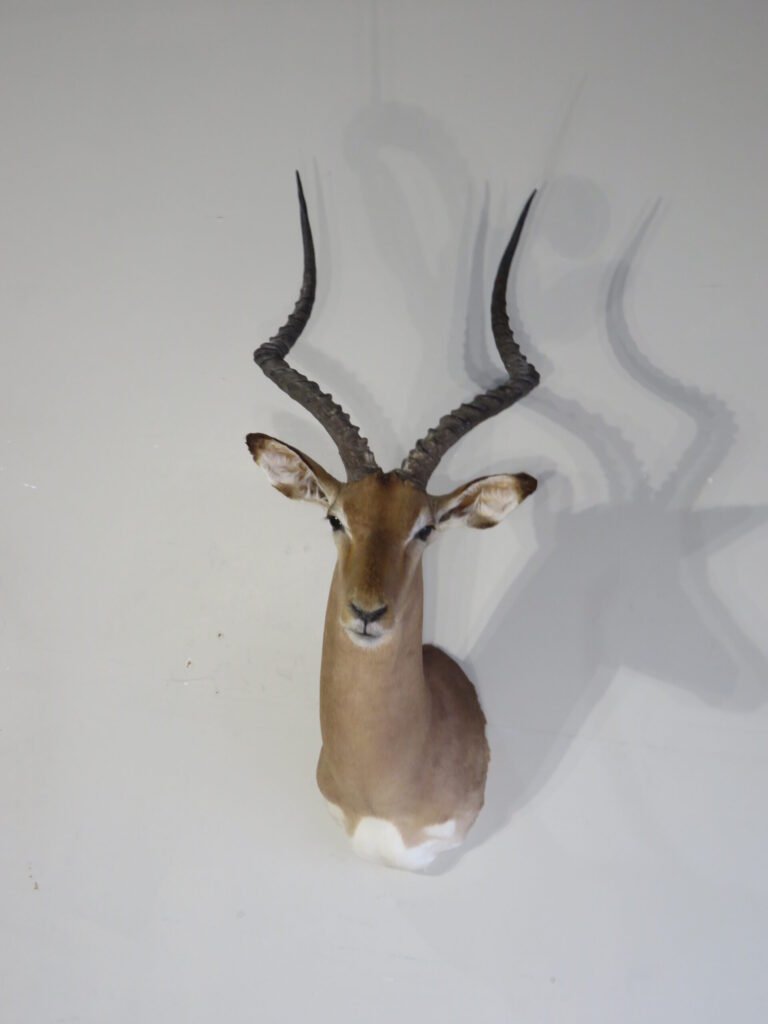 impala mount