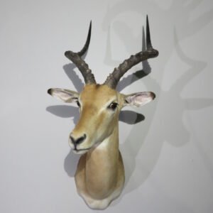 impala shoulder mount
