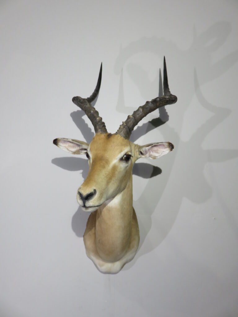 impala shoulder mount