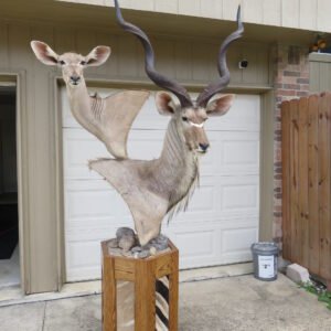 kudu mount